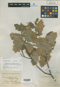 Image of Quercus tardifolia