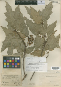 Quercus robusta image