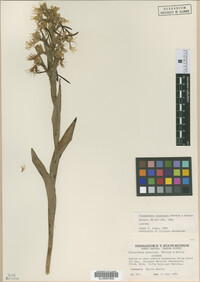 Media resource of Platanthera praeclara