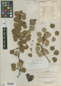 Image of Betula occidentalis