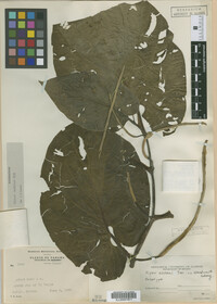 Image Associated With the Occurrence