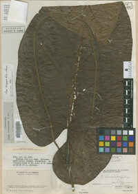 Image Associated With the Occurrence