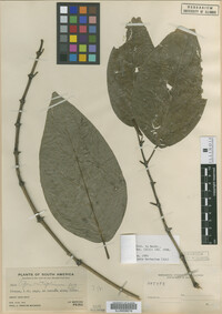 Image Associated With the Occurrence