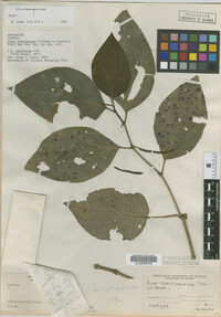 Image Associated With the Occurrence