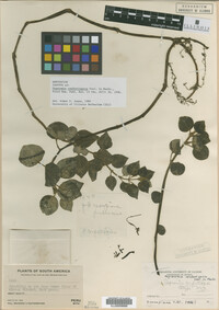Image Associated With the Occurrence