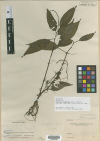 Image Associated With the Occurrence