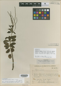 Image Associated With the Occurrence