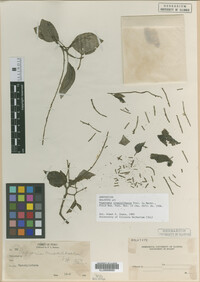 Image Associated With the Occurrence