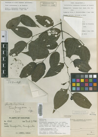 Image Associated With the Occurrence