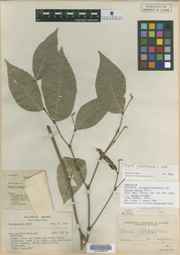 Image Associated With the Occurrence
