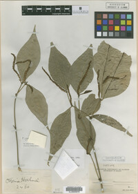 Image Associated With the Occurrence