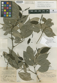 Image Associated With the Occurrence