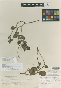 Image Associated With the Occurrence