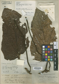 Image Associated With the Occurrence