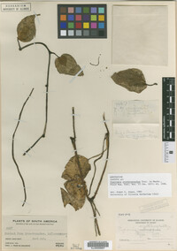 Image Associated With the Occurrence