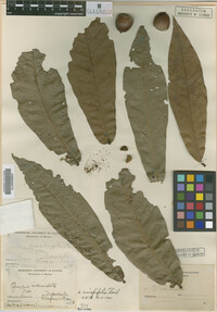 Image Associated With the Occurrence