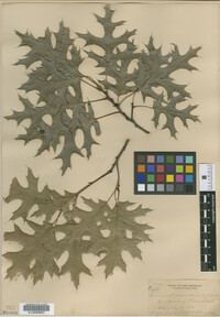 Image of Quercus ellipsoidalis