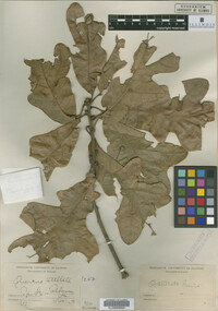 Image Associated With the Occurrence