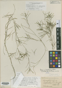 Potamogeton strictifolius image