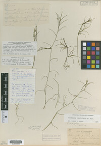 Potamogeton strictifolius image