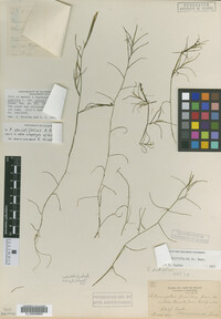 Potamogeton strictifolius image