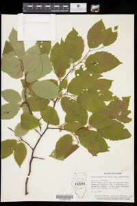 Image of Fagus grandifolia var. grandifolia