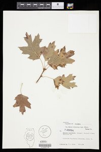 Image of Quercus acerifolia