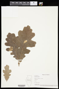 Image of Quercus stellata