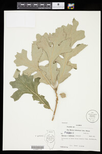 Image of Quercus x bebbiana