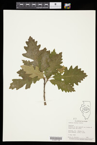 Image of Quercus macrocarpa