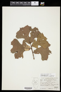 Image of Quercus x bushii