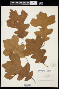 Quercus X bushii image