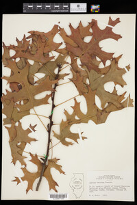 Image of Quercus coccinea