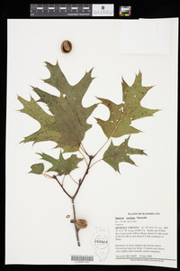 Image of Quercus rubra