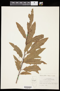 Quercus X heterophylla image