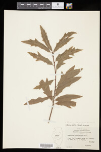Quercus X heterophylla image