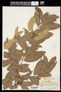 Quercus imbricaria image