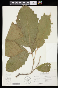 Image of Quercus muehlenbergii
