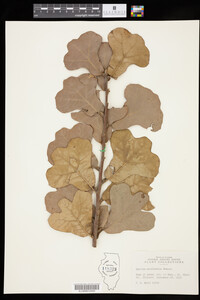 Quercus marilandica image