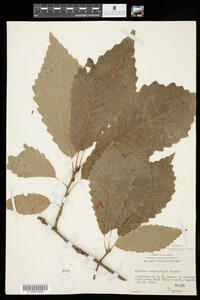 Quercus muehlenbergii image