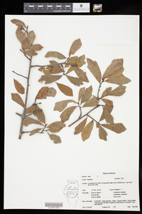 Image of Quercus nigra