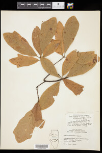 Image of Quercus x anceps