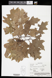 Image of Quercus palustris