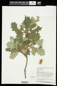 Image of Quercus robur