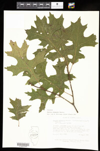 Image of Quercus shumardii