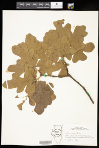 Quercus stellata image