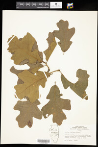 Quercus stellata image
