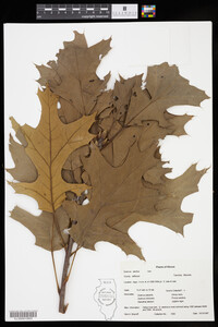 Quercus velutina image
