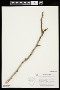 Carya illinoinensis image