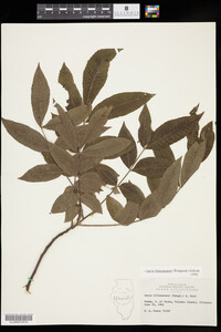 Media resource of Carya aquatica